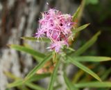 Saussurea salicifolia