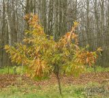 Quercus imbricaria