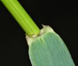 Elymus woroschilowii