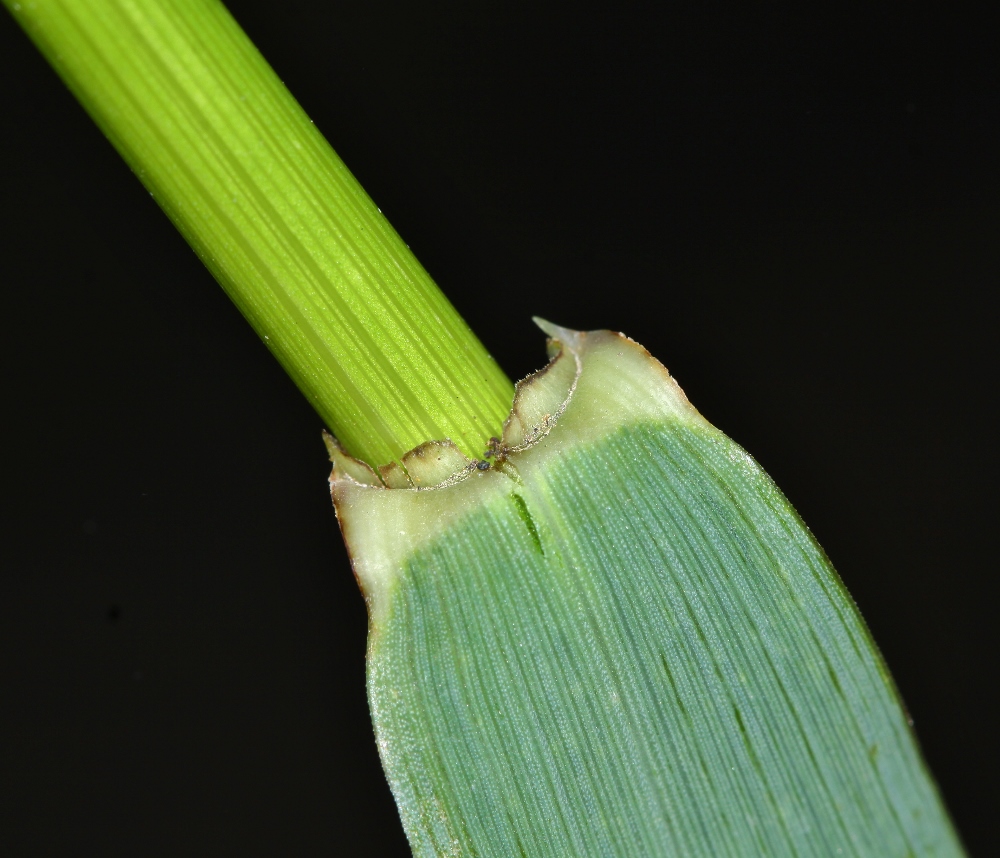 Image of Elymus woroschilowii specimen.