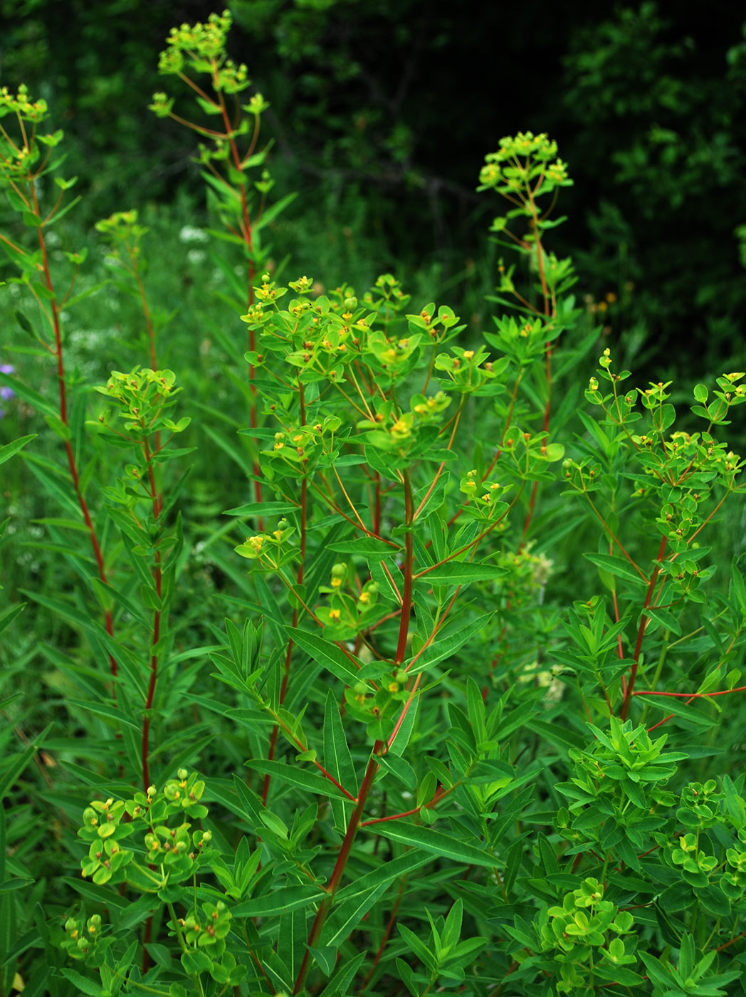 Изображение особи Euphorbia semivillosa.