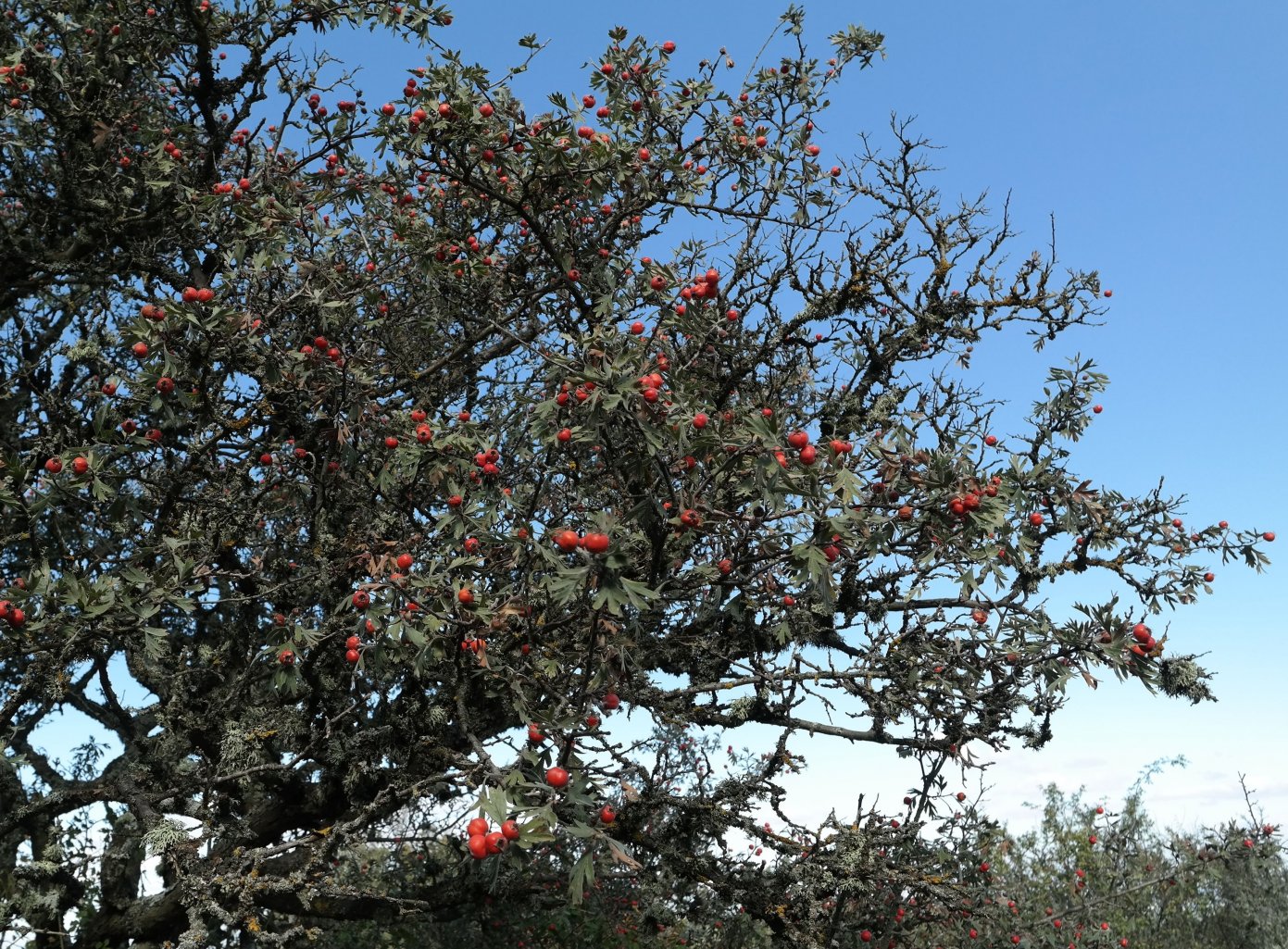 Изображение особи Crataegus orientalis.