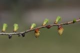 Larix kaempferi. Часть ветви с микростробилами и распускающейся хвоей. Санкт-Петербург, Московский парк Победы. 13.05.2017.