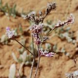 Limonium pruinosum