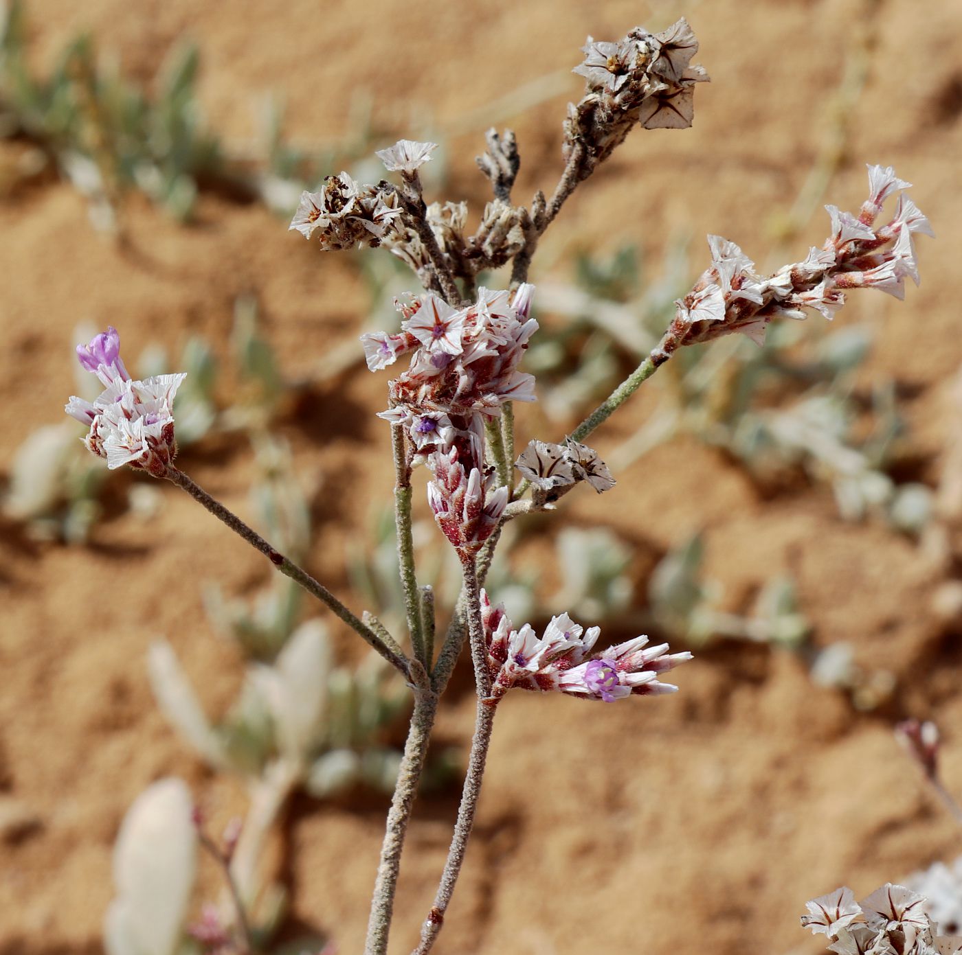 Изображение особи Limonium pruinosum.