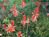 Aloe elgonica