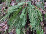 Polypodium vulgare. Вайи со спорангиями. Краснодарский край, Абинский р-н, окр. пос. Новый, широколиственный лес на склоне северной экспозиции. 27.12.2017.