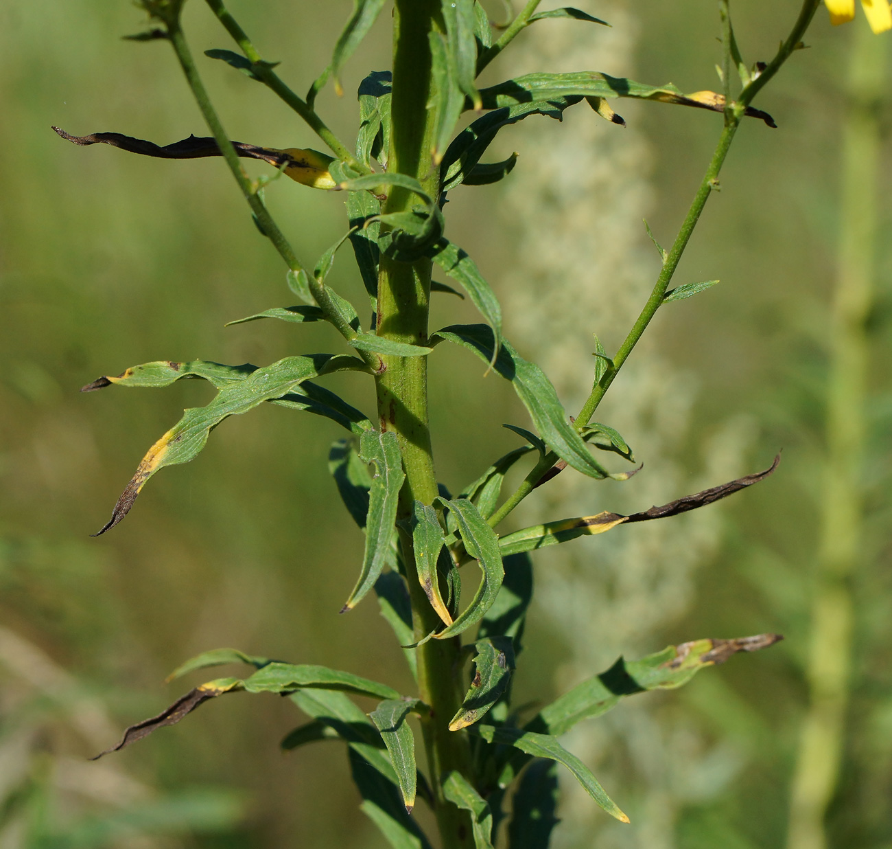 Изображение особи Hieracium umbellatum.