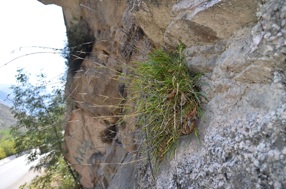 Image of Silene sussamyrica specimen.