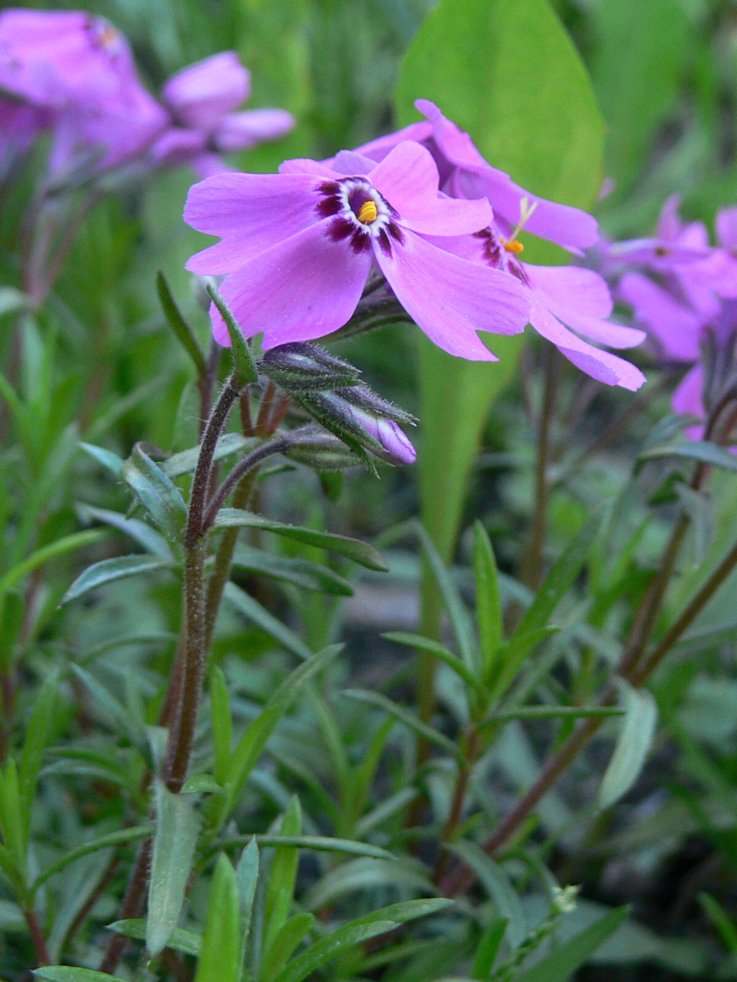 Изображение особи Phlox subulata.