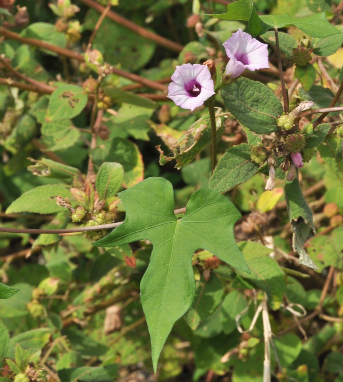 Изображение особи семейство Convolvulaceae.