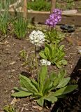 Primula denticulata. Цветущее растение (белоцветковая форма). Пермский край, г. Пермь, Свердловский р-н, в озеленении двора. 16 мая 2018 г.