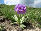 Primula algida