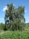 Betula pendula. Взрослое дерево. Иркутская обл., Иркутский р-н, окр. дер. Вересовка, край картофельного поля. 08.08.2018.