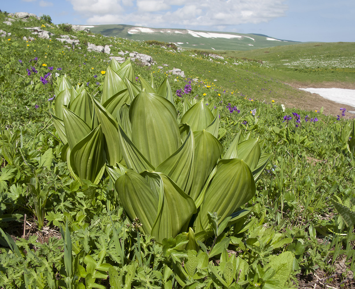 Изображение особи Veratrum lobelianum.