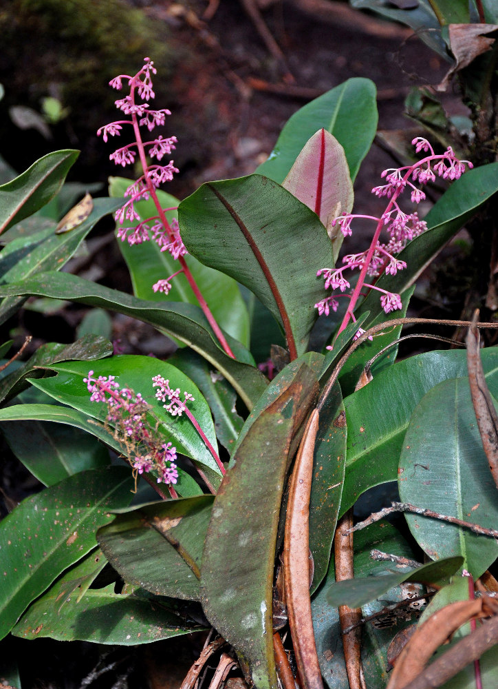 Изображение особи Labisia paucifolia.