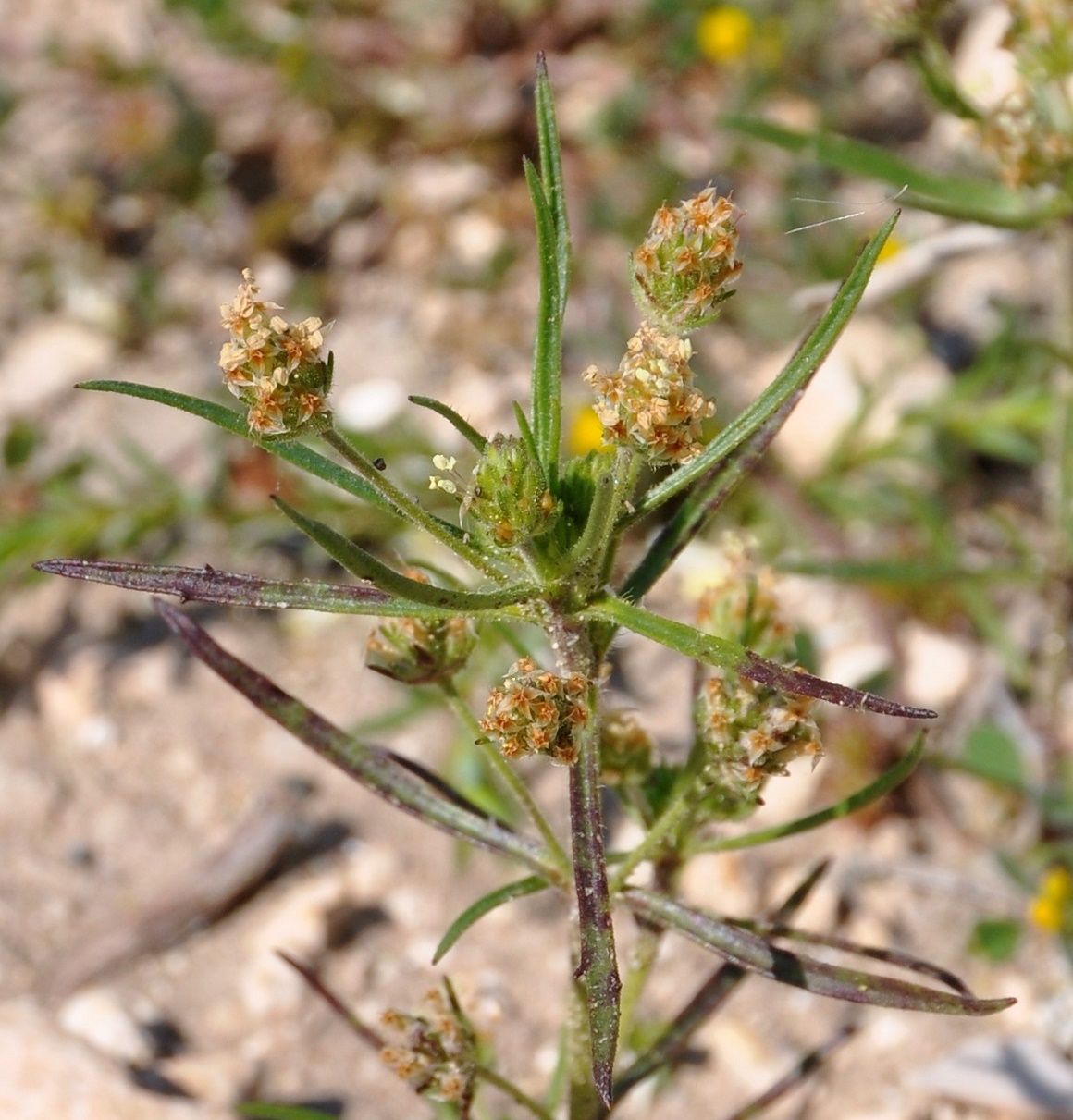 Изображение особи Plantago arenaria.