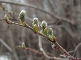 Salix abscondita