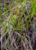 Scheuchzeria palustris. Верхушка плодоносящего побега. Пермский край, Краснокамский р-н, сосново-пушицево-кустарничково-сфагновое болото. 12.06.2019.