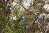 Anchusa azurea