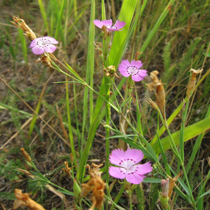 Изображение особи Dianthus versicolor.