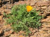 Eschscholzia californica