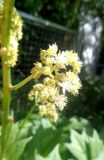 Rodgersia podophylla