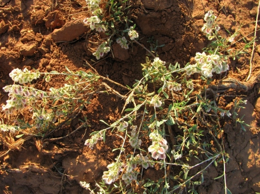 Изображение особи Atraphaxis frutescens.