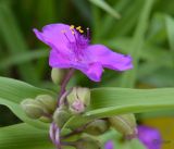 Tradescantia virginiana