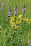 Stachys palustris