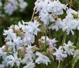 Saponaria officinalis форма pleniflora. Соцветия. Московская обл., Одинцовский р-н, г. Кубинка, дворовая территория. 21.07.2021.