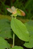 Paeonia caucasica