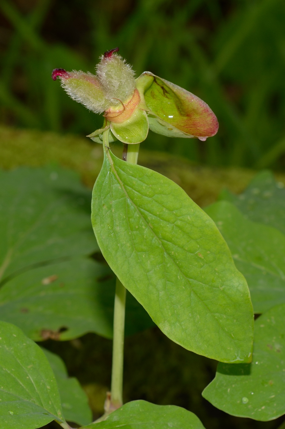 Изображение особи Paeonia caucasica.