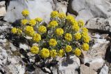 Alyssum lenense