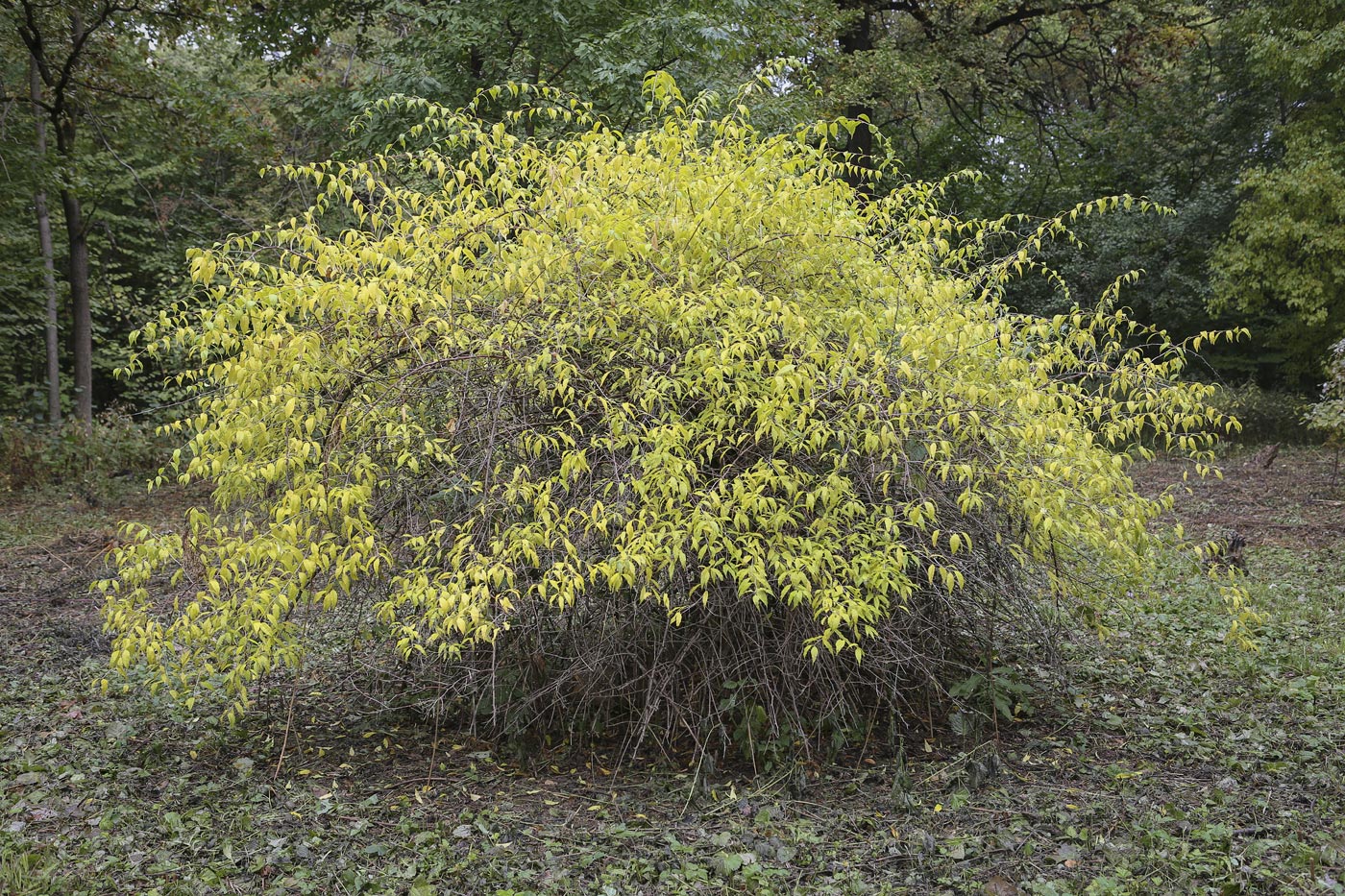 Изображение особи класс Magnoliopsida.