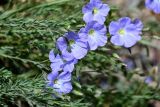 Linum altaicum