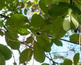Chionanthus retusus. Ветви (свисают опавшие хвоинки Pinus). Абхазия, г. Сухум, Сухумский ботанический сад. 25.09.2022.