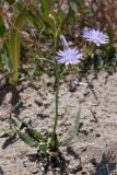 Lactuca tatarica