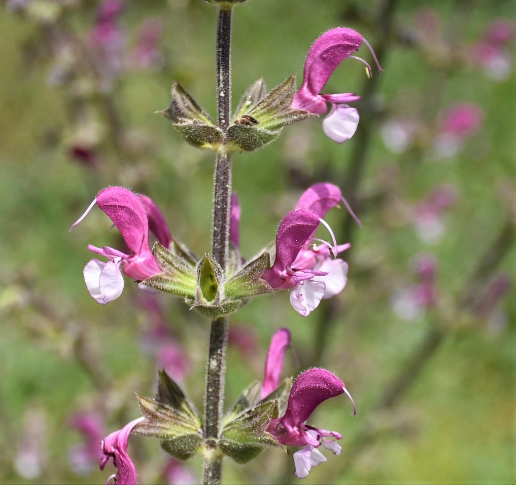 Изображение особи Salvia hierosolymitana.
