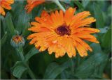 Calendula officinalis