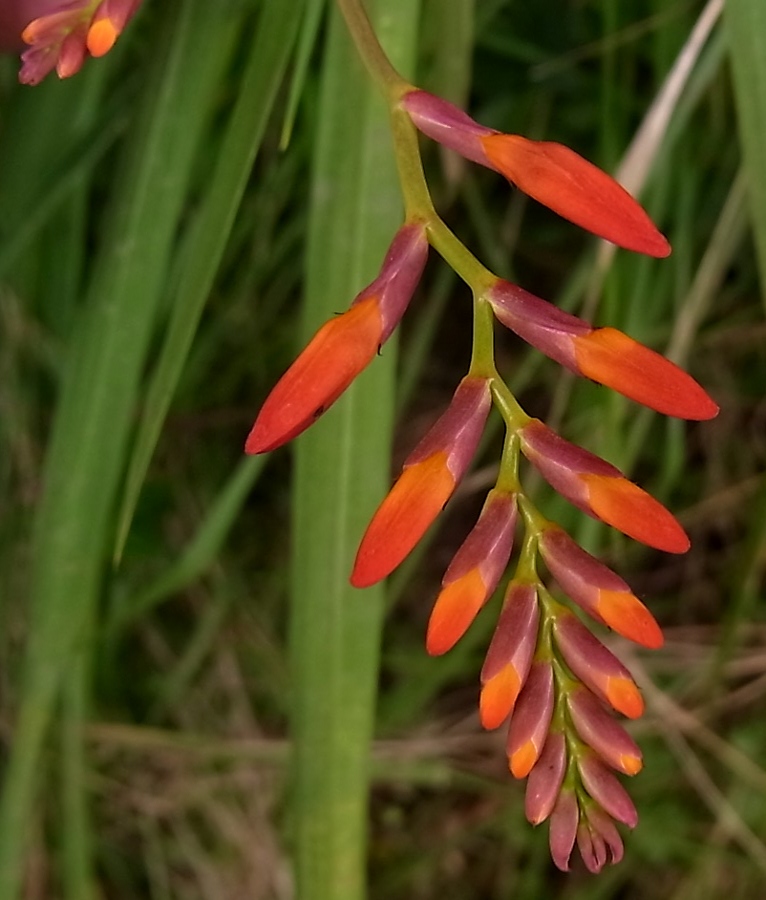 Изображение особи Crocosmia &times; crocosmiiflora.