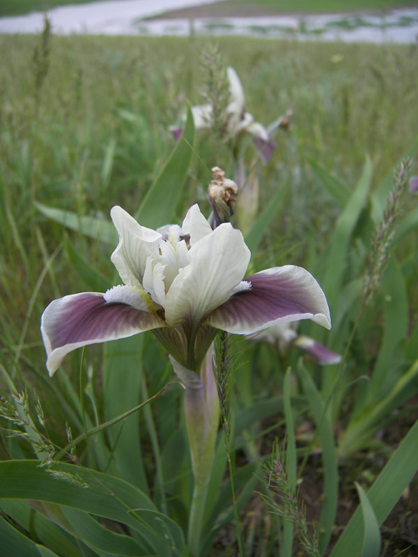 Image of Iris scariosa specimen.