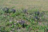 Ajuga orientalis