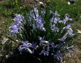 Iris biglumis