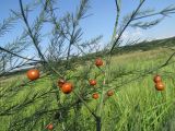 Asparagus officinalis