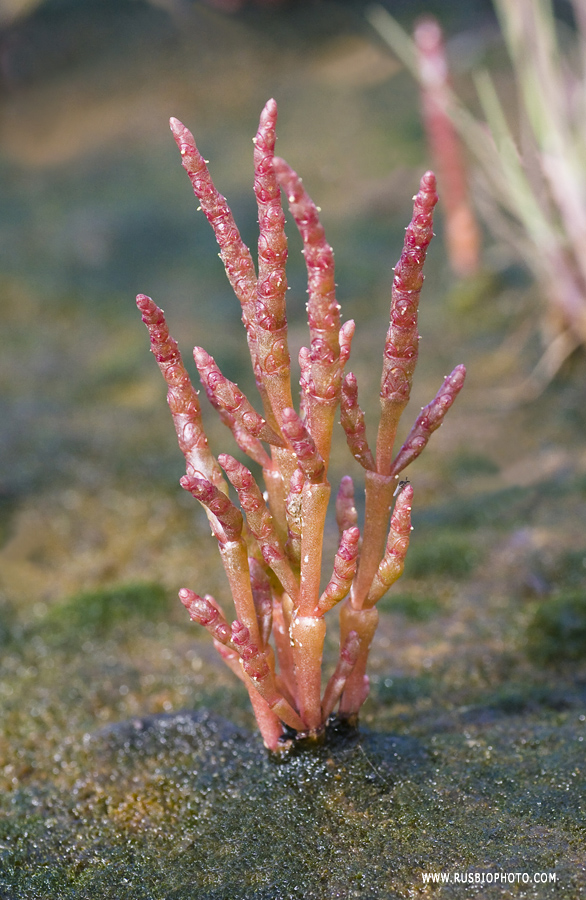 Изображение особи Salicornia europaea.
