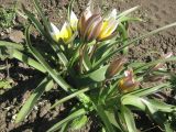 Tulipa tarda