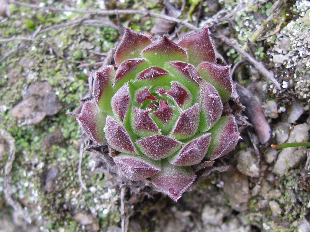 Изображение особи Sempervivum ruthenicum.