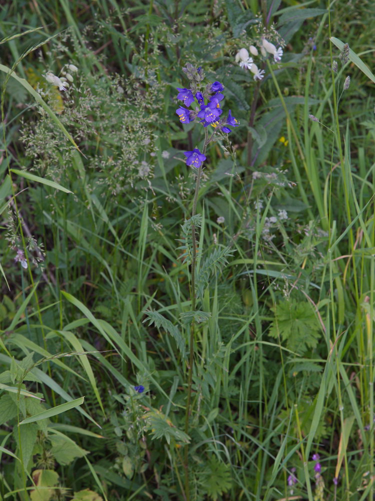 Изображение особи Polemonium caucasicum.