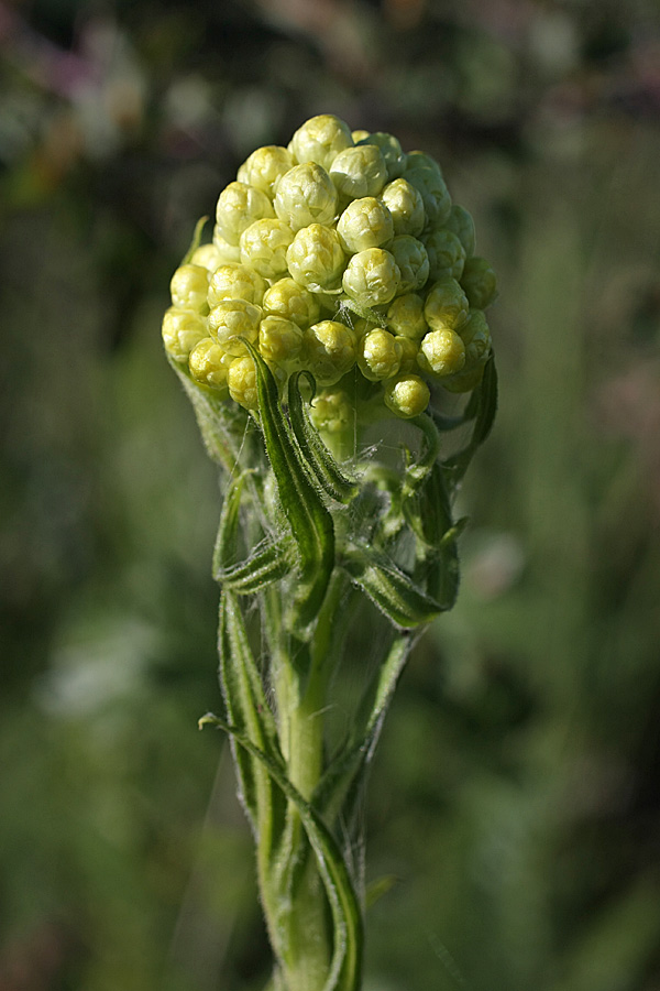 Изображение особи Helichrysum maracandicum.